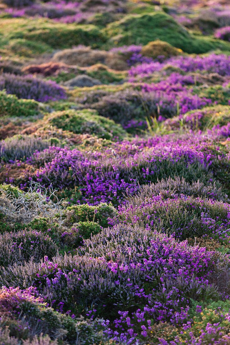 Blühende Heidelandschaft im warmen Abendlicht auf dem Hochplateau des Cap Frehel, Bretagne, Frankreich