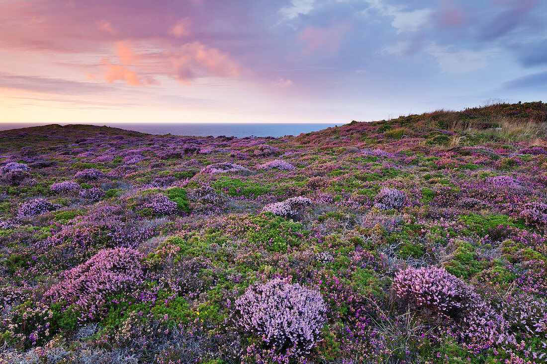 Blooming heathland with a sea view at Cap Frehel, Brittany, France.