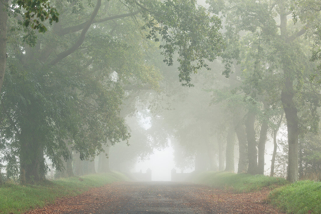 Oak avenue in the fog on a stud farm in Normandy, France.