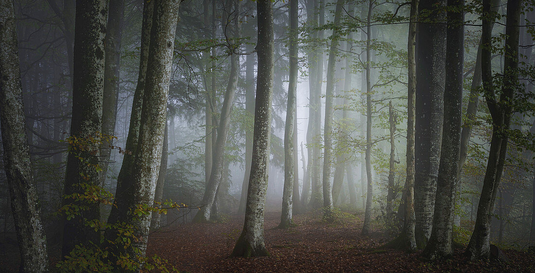 October morning in the beech forest, Upper Bavaria, Bavaria, Germany