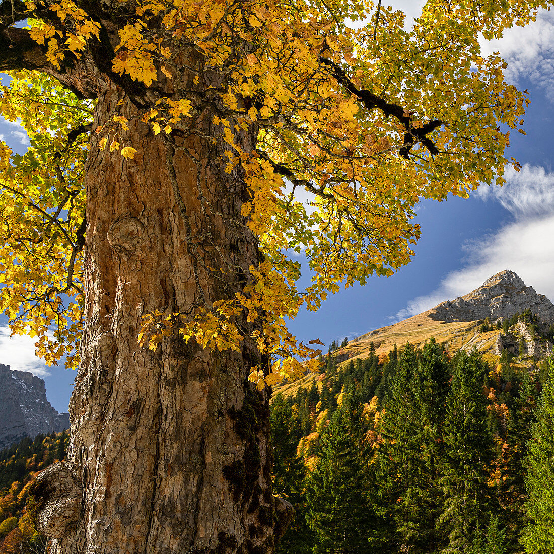 Sycamore maple in autumn, Eng Alm, Hinterriß, Karwendel, Tyrol, Austria