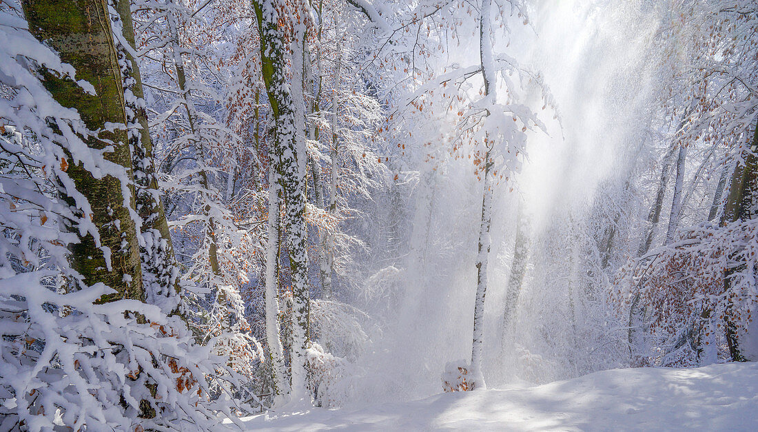 Sunny winter morning in the beech forest, Bavaria, Germany