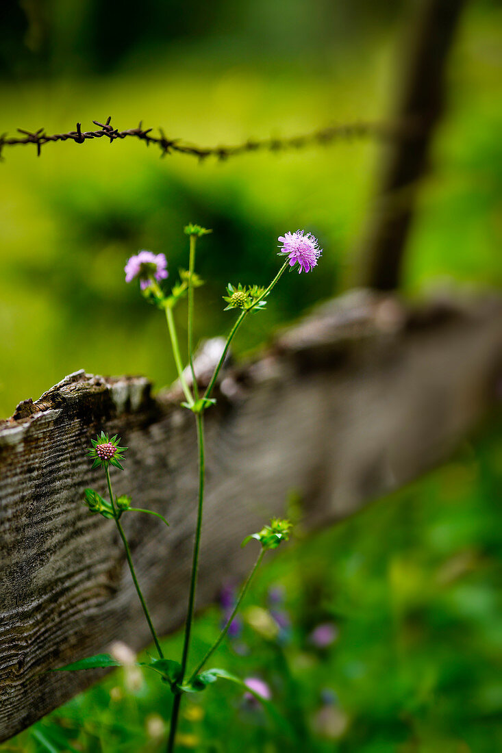 Devil's bite on an old pasture fence