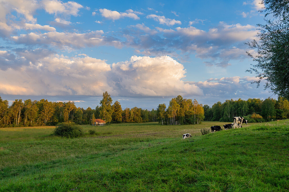 Summer evening in the Weilheimer Moos, Weilheim, Upper Bavaria, Bavaria, Germany