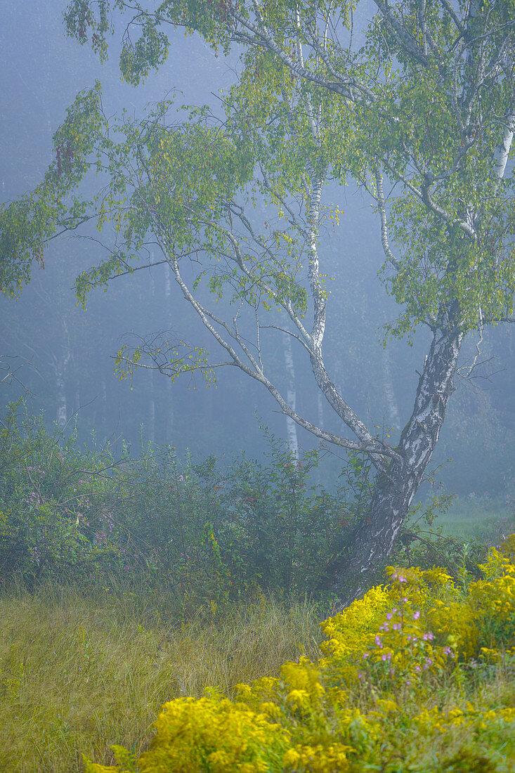 Birch in the bog on a foggy late summer morning, Upper Bavaria, Germany