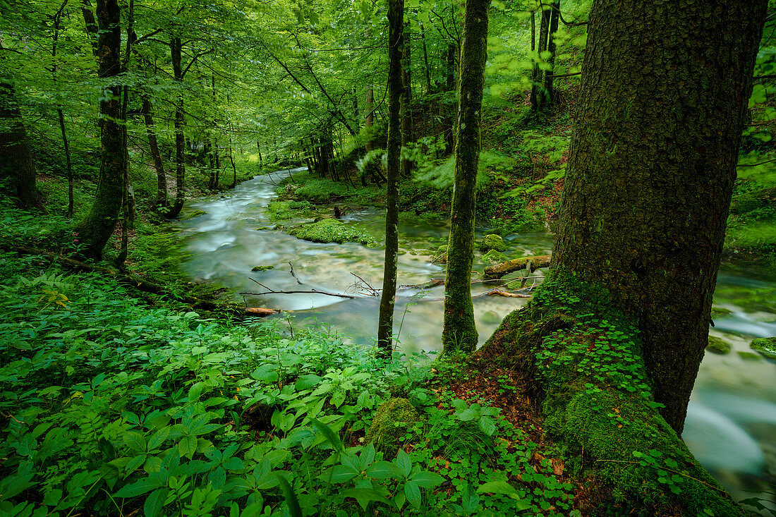Idyllic brook in the Salzburg region, Austria, Europe