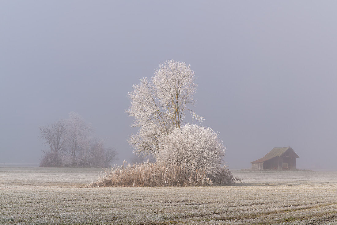 The dense morning mist clears in Kochelmoos, Kochel am See, Upper Bavaria, Bavaria, Germany