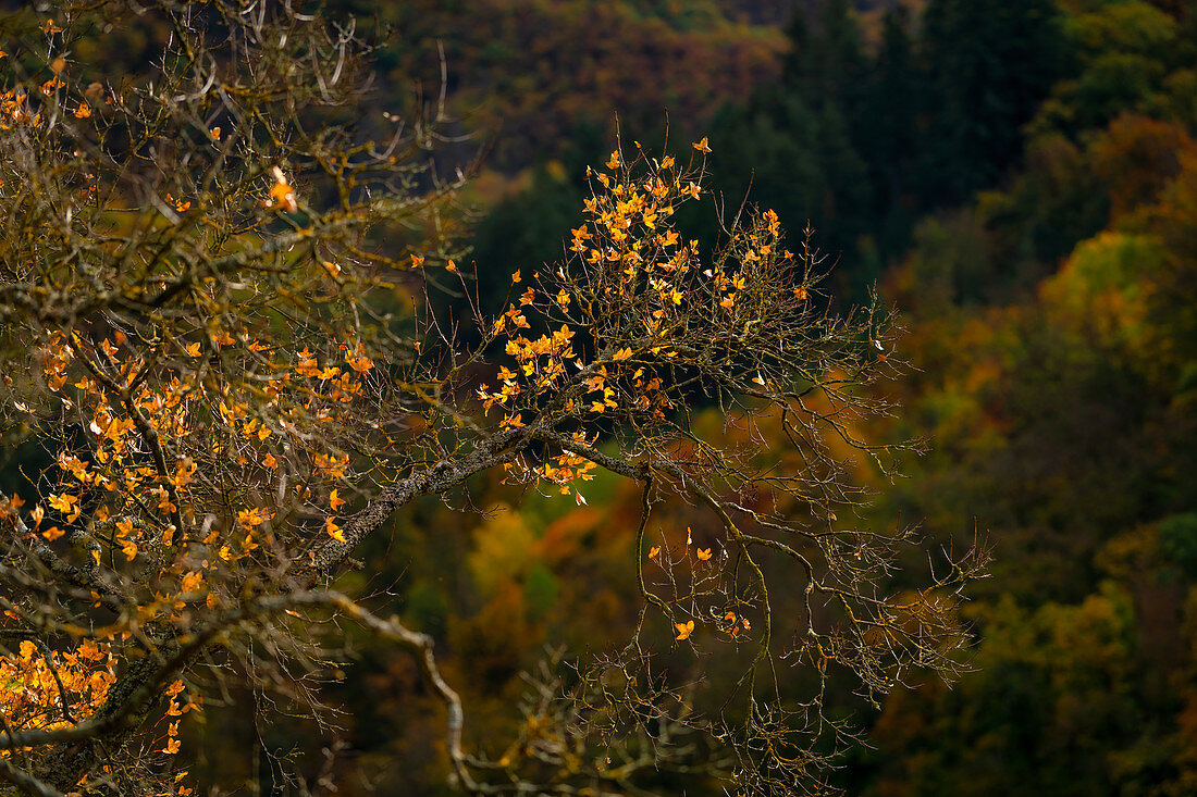 Herbstlaub im Morgenlicht, Eltztal, Rheinland-Pfalz, Deutschland