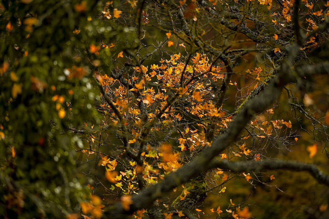 Autumn leaves in the morning light, Eltztal, Rhineland-Palatinate, Germany