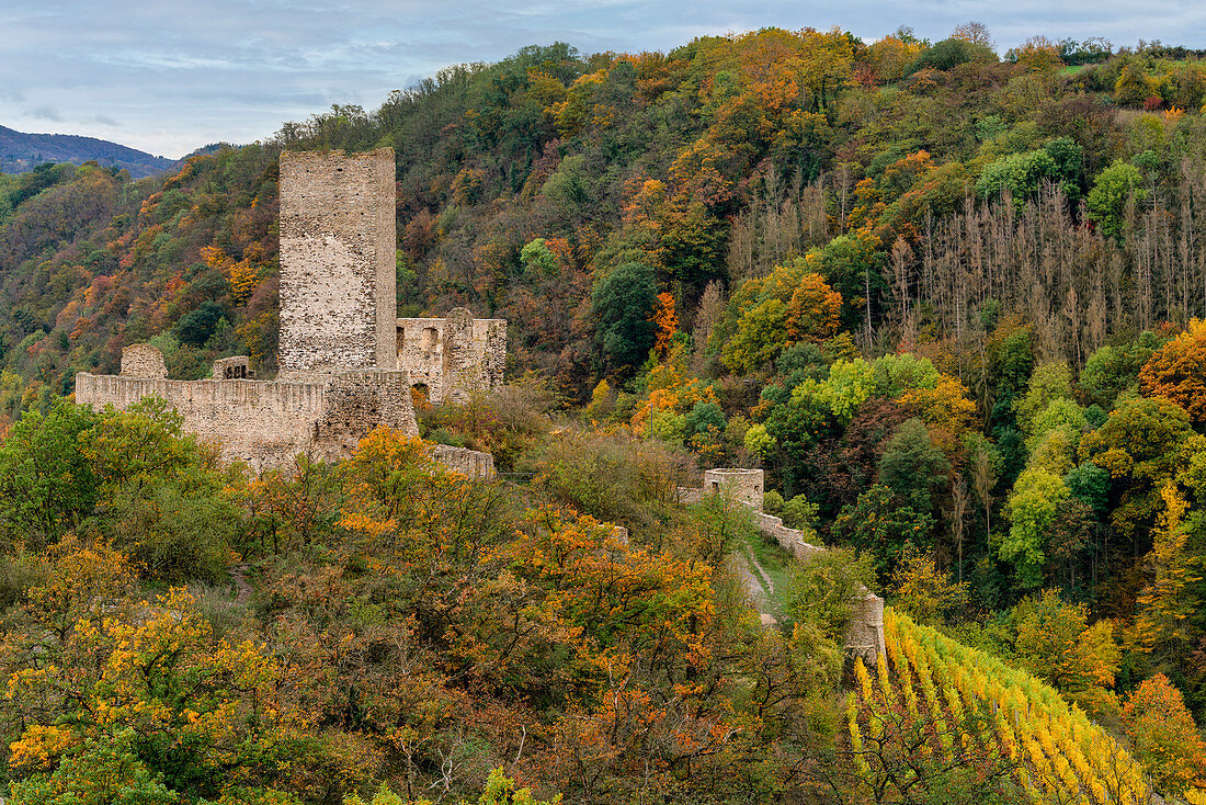 The Niederburg in Kobern-Gondorf in autumn, Moselle, Rhineland-Palatinate, Germany