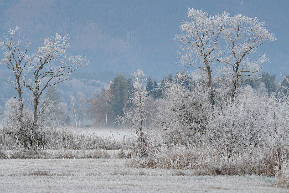 Raureifmorgen am Staffelsee, Uffing, Oberbayern, Bayern, Deutschland