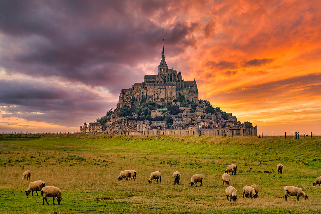 Mont Saint Michel, Sonnenuntergang und Schafe auf Weide, UNESCO-Weltkulturerbe, Normandie, Frankreich