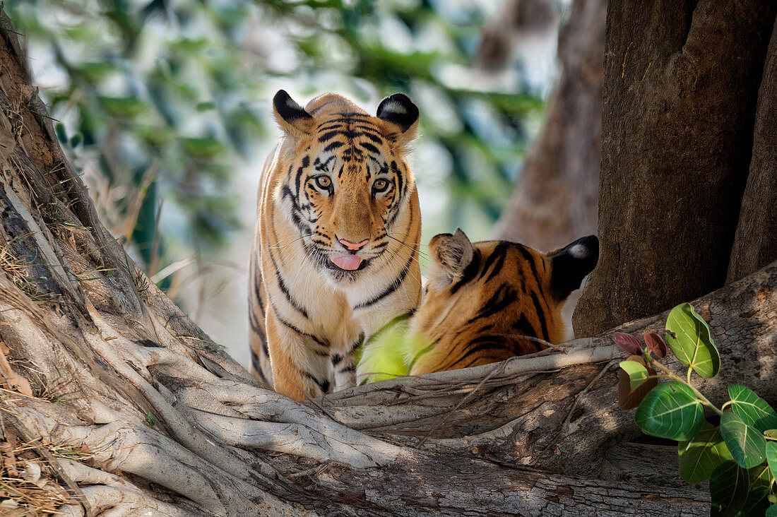 Two young Bengal tigers (Panthera tigris tigris), Tadoba Andhari Tiger Reserve, Maharashtra state, India, Asia