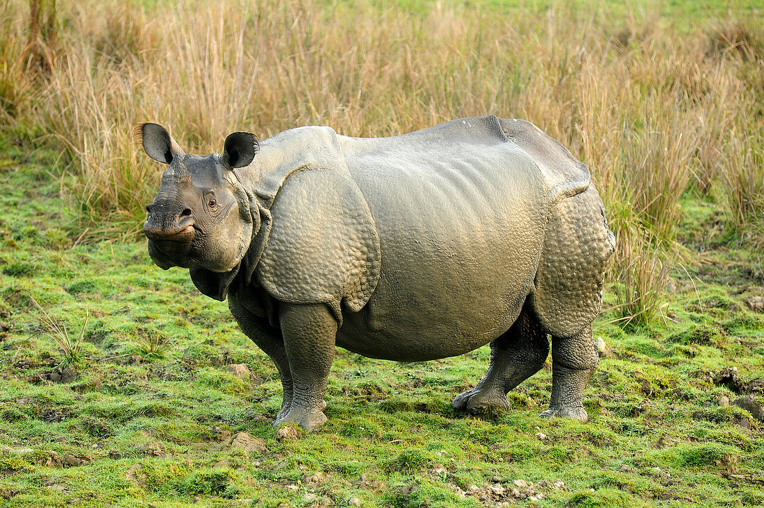 Greater one-horned Rhino, one of 2400 in the Kaziranga National Park, Assam, India, Asia