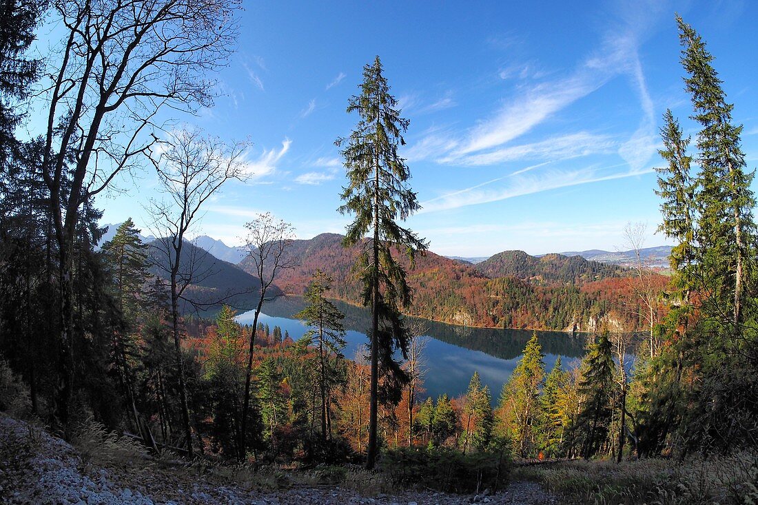 am Alpsee an Hohenschwangau, Allgäu, Schwaben, Bayern, Deutschland