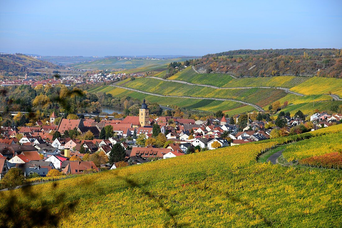 Weinfelder bei Sommerhausen am Main mit Blick bis Würzburg, Unter-Franken, Bayern, Deutschland