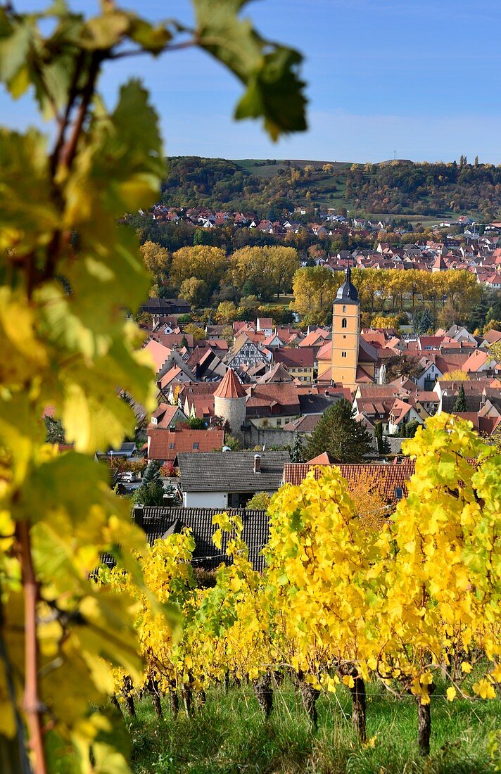 Weinfelder bei Sommerhausen am Main mit Blick bis Würzburg, Unter-Franken, Bayern, Deutschland