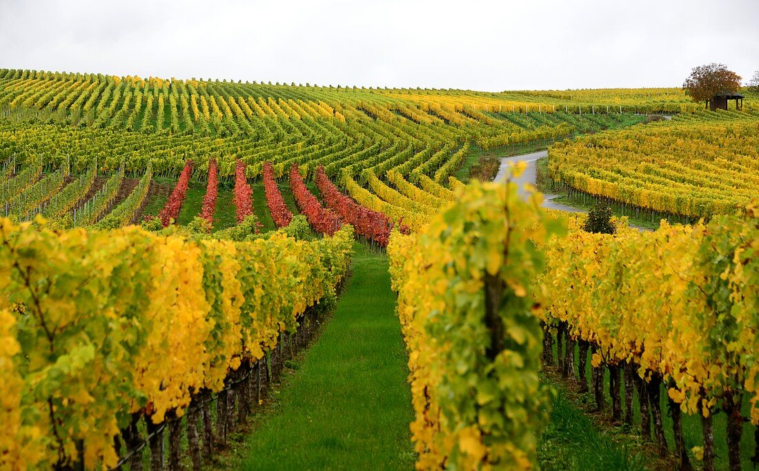 Vineyards near Nordheim am Main, Lower Franconia, Bavaria, Germany