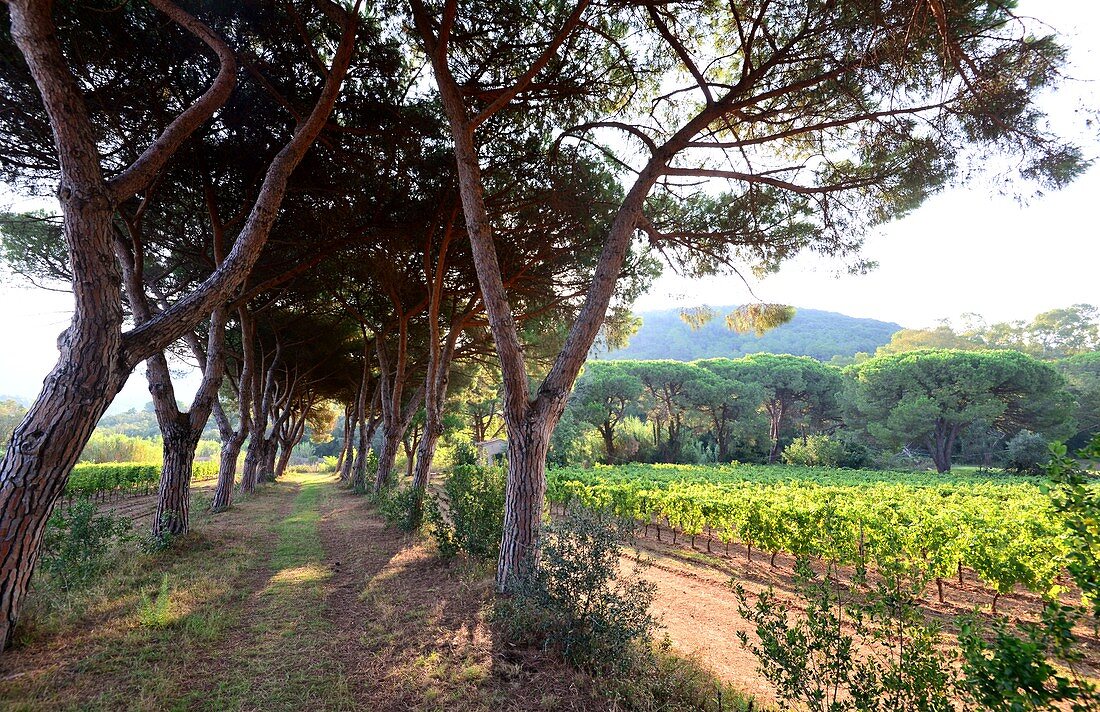 Weinbau in der Bucht von Portoferraio, Elba, Toskana, Italien