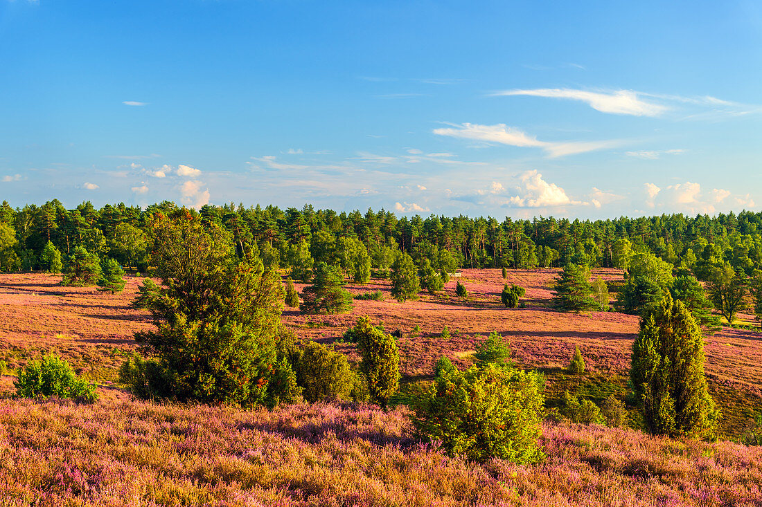 Heath blossom, heather, view, Wilseder Berg, Lueneburg Heath, Lower Saxony, Germany, Europe