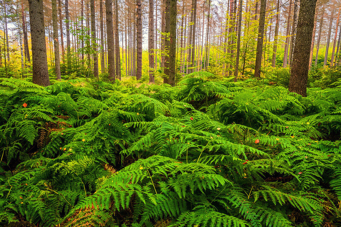 Ferns, forest, autumn, foliage color, national park, Saxon Switzerland, Germany, Europe