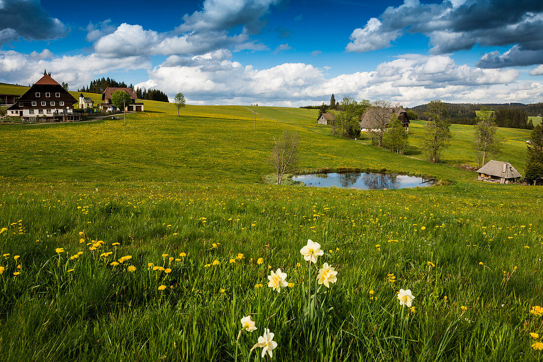 Bauernhöfe und Blumenwiese, Jostal, bei Breitnau, Hochschwarzwald, Schwarzwald, Baden-Württemberg, Deutschland