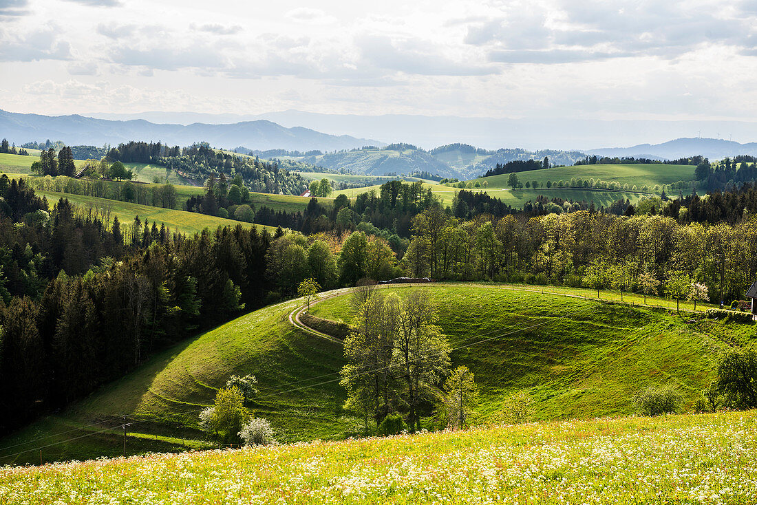 Hilly landscape and flower meadow, near St Märgen, Black Forest, Baden-Württemberg, Germany