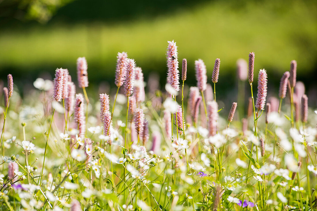 Wiesen-Knöterich (Bistorta officinalis) in Blumenwiese, Schwarzwald, Baden-Württemberg, Deutschland