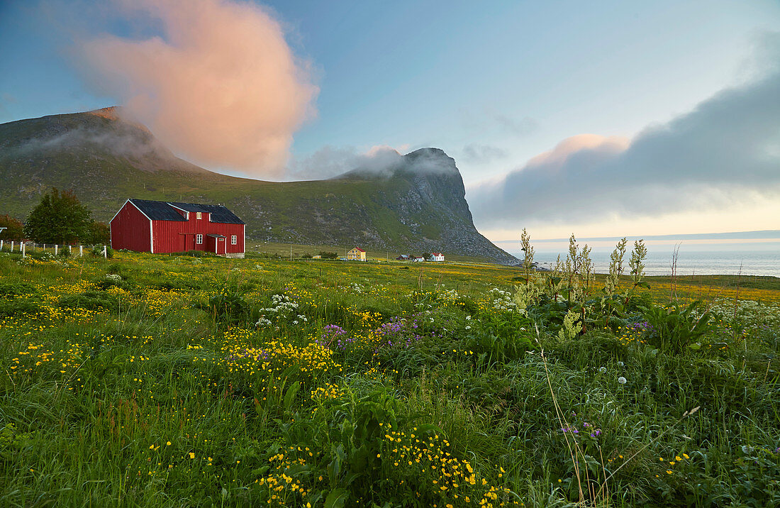 Flower meadow with wooden house in Myrland, sunset, Flakstadoeya, Lofoten, Nordland, Norway, Europe