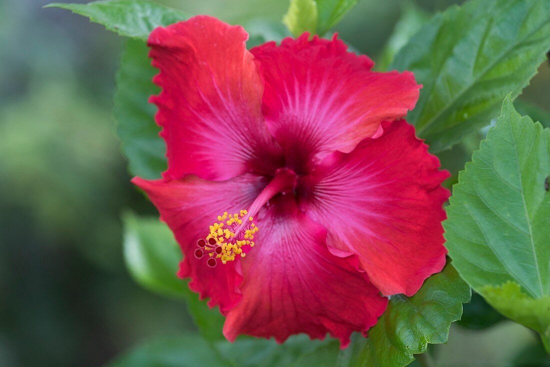 France, French Polynesia, Marquesas Archipelago, Hiva Oa Island, Atuona, hibiscus flower (Hibiscus syriacus)