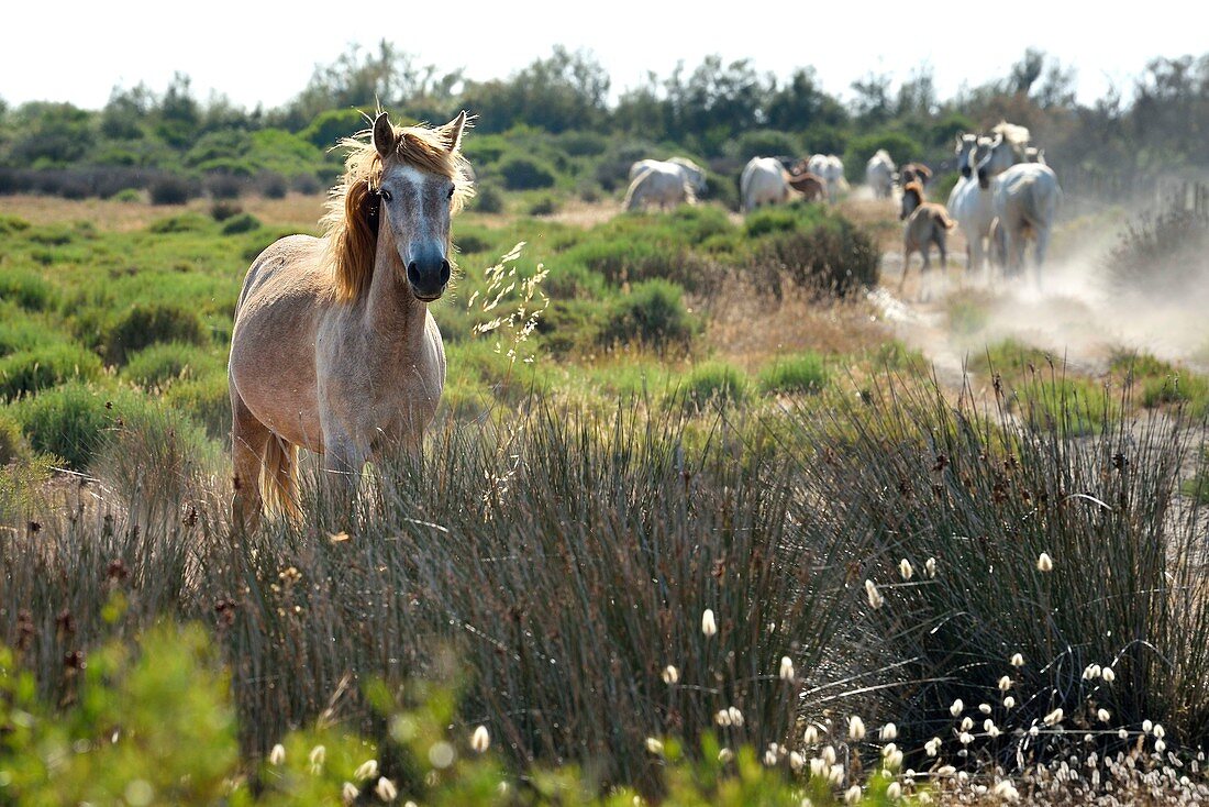 Frankreich, Bouches du Rhone, Parc naturel regional de Camargue (Regionaler Naturpark von Camargue), um Malagroy Teich, Manade Jacques Mailhan, Camargue Pferd