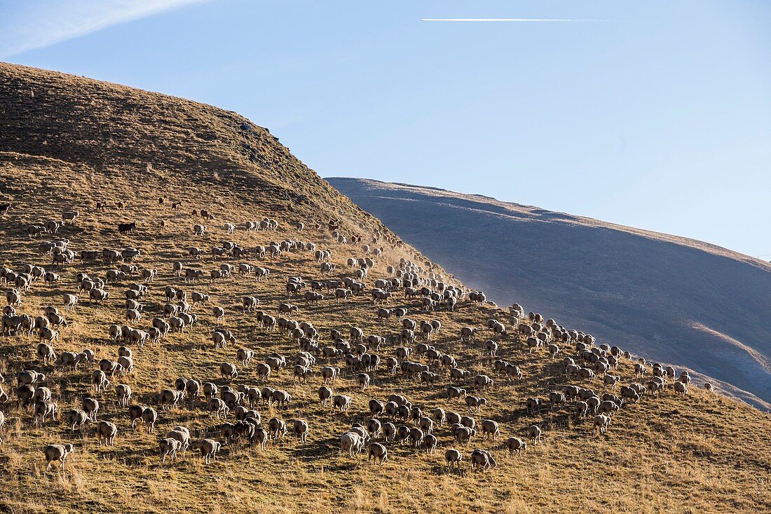 France, Savoie, Glandon Pass (1924 m), herd of sheep on the mountain pastures