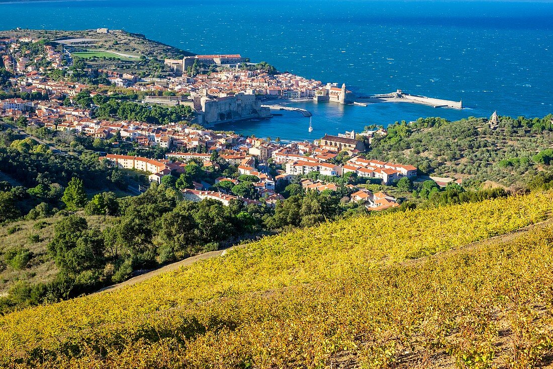 France, Pyrenees Orientales, Cote Vermeille, Collioure and its vineyard