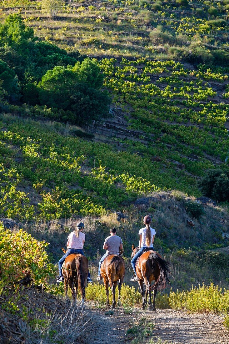 France, Pyrenees Orientales, Cote Vermeille, Banyuls-sur-Mer, horseback riding in the Banyuls vineyard along the GR 10, long-distance footpath that crosses the Pyrenees from Banuyls to Hendaye