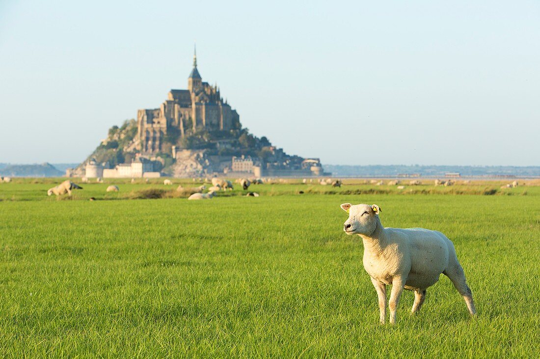 Frankreich, Manche, Bucht des Mont Saint Michel, von der UNESCO zum Weltkulturerbe erklärt, Salzwiesenschafe vor dem Mont Saint Michel