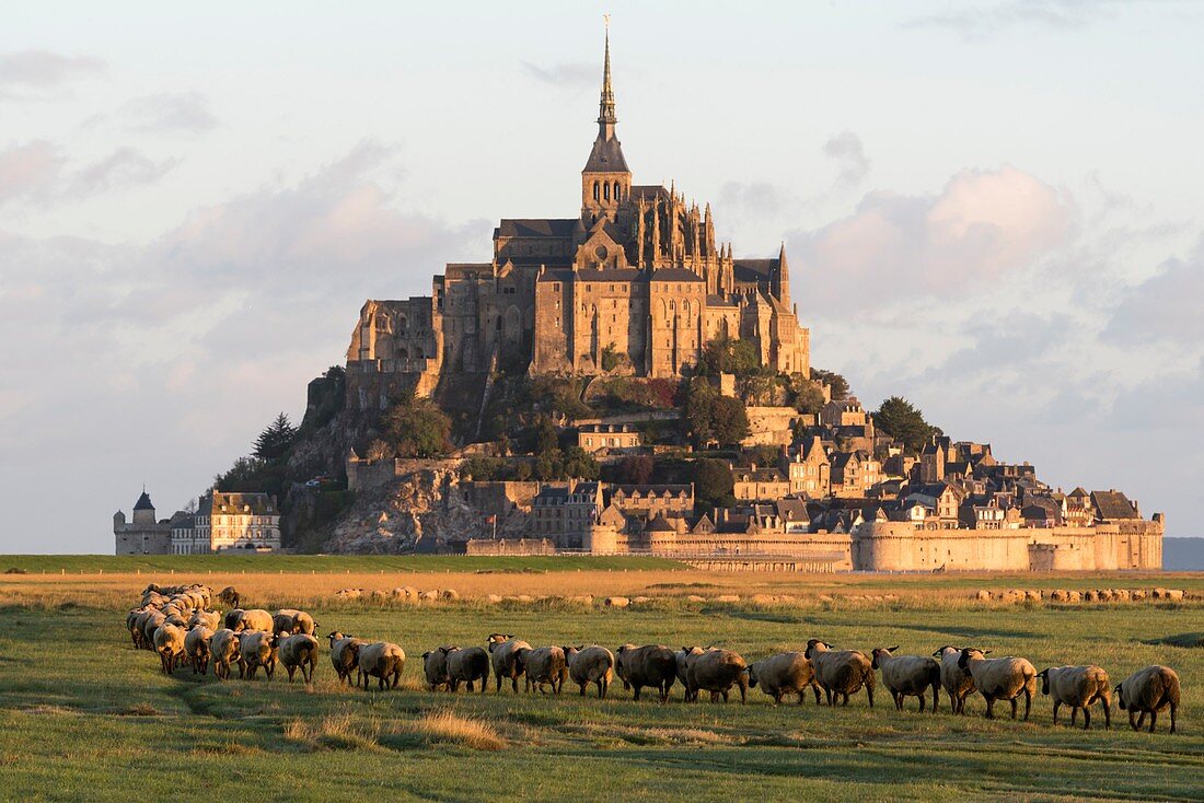 France, Manche, Mont Saint Michel Bay listed as World Heritage by UNESCO, Abbey of Mont Saint Michel, salt meadow sheep at sunrise