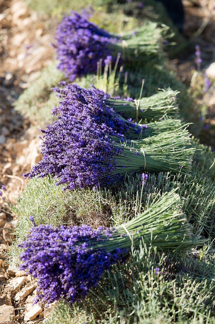 Frankreich, Vaucluse, Strauß aus echtem Lavendel, geerntet am Schnitt in der Nähe von Sault