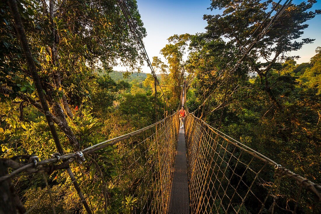 France, French Guiana, Kourou, Camp Canopee, Discovery of the canopy, 36 m from the ground, passing from tree to tree thanks to suspended bridges, at sunset