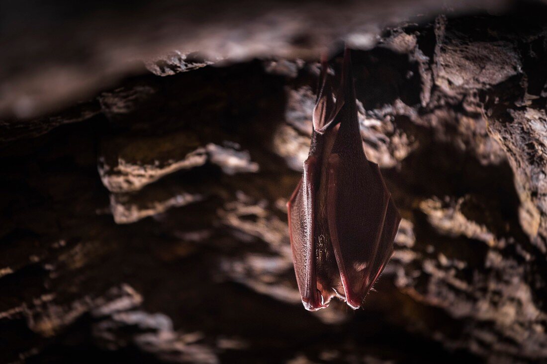 Frankreich, Morbihan, La Gacilly, Glenac, Glenac-Sumpf, Hufeisenfledermaus (Rhinolophus ferrumequinum)