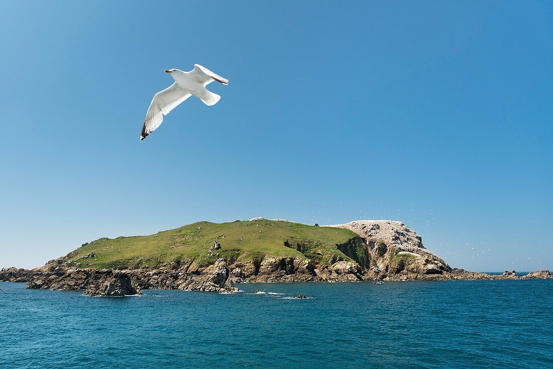 Frankreich, Cotes d'Armor, Perros Guirec, Rouzic Island und die Tölpelkolonie im Naturschutzgebiet der sieben Inseln