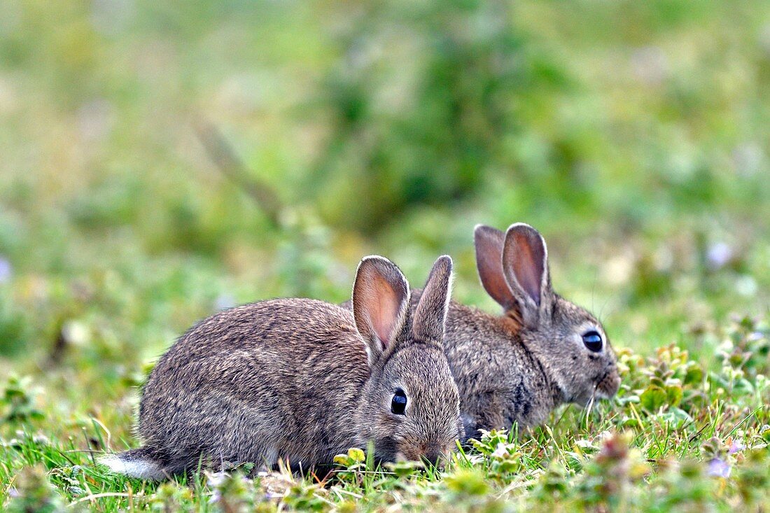 France, Doubs, Rabbit in a meadow