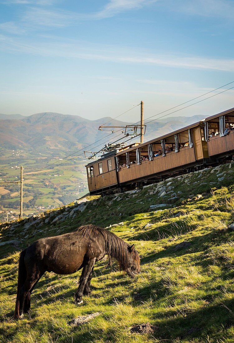 France, Pyrenees Atlantiques, Basque country, Ascain, Pottocks, pony race, on the slopes of the Rhune (905m) in front of the little train