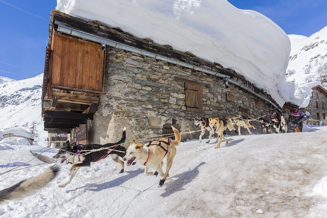 Frankreich, Savoie, Vanoise-Nationalpark, Bonneval sur Arc, bezeichnet als Les Plus Beaux Villages de France (Die schönsten Dörfer Frankreichs), das höchste Dorf der Haute Maurienne (1850 m), Rasse der Schlittenhunde der Lekkarod