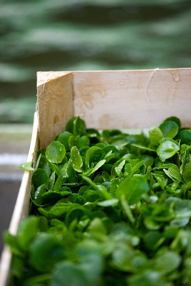 France, Essonne, Mereville, watercress cress, conditioning