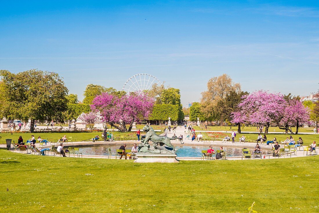 Frankreich, Paris, Gebiet, das von der UNESCO zum Weltkulturerbe erklärt wurde, der Tuileriengarten im Frühjahr