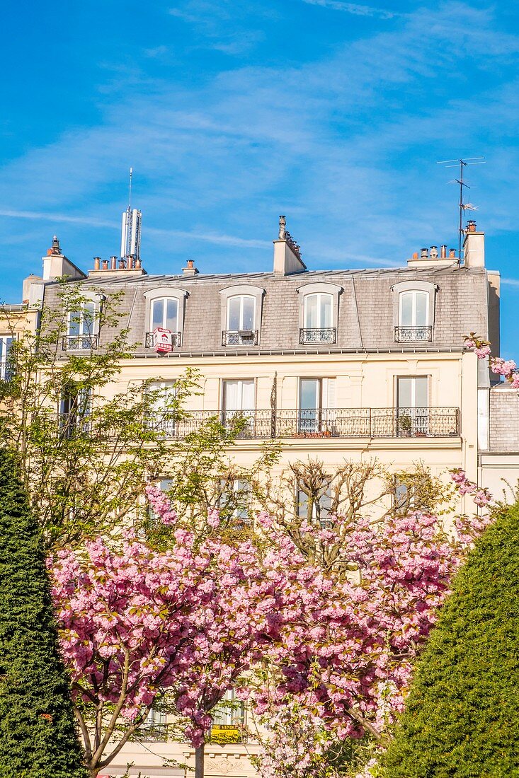 France, Val de Marne, Saint Mande, the garden of the Town Hall with its cherry blossoms in the spring