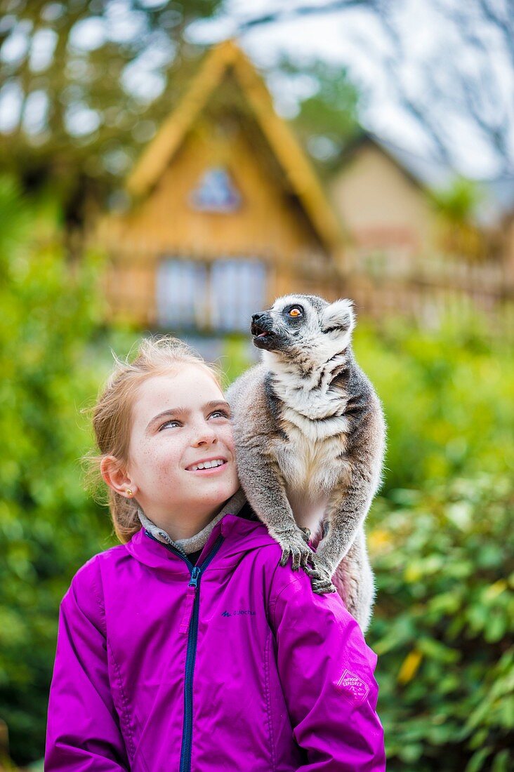 Frankreich, Sarthe, La Fleche, La Fleche Zoo, Ungewöhnliche Familienunterkunft in der Tana Lodge für eine intime Begegnung mit dem Maki Catta (Lemur Catta) oder Maki Mococo oder Ringschwanz Maki oder Ringschwanz Lemurotection Status, Washington Convention Anhang IA (CITES) ), IUCN-Status, gefährdet (VU)