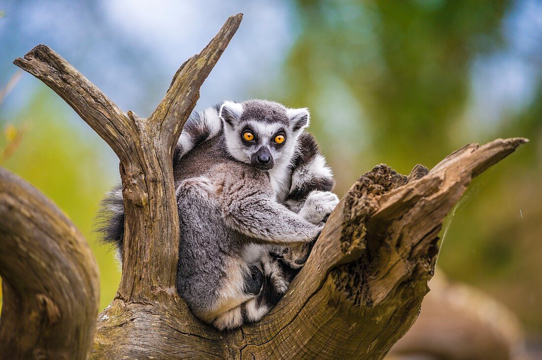 Frankreich, Sarthe, La Fleche, La Fleche Zoo, Ungewöhnliche Familienunterkunft in der Tana Lodge für eine intime Begegnung mit dem Maki Catta (Lemur Catta) oder Maki Mococo oder Ringschwanz Maki oder Ringschwanz Lemurotection Status, Washington Convention Anhang IA (CITES) ), IUCN-Status, gefährdet (VU)