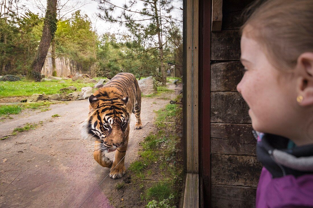 Frankreich, Sarthe, La Fleche, La Fleche Zoo, Familienbeobachtung des Schutzstatus eines Sumatra-Tigers (Panthera tigris sumatrae), Anhang IA (CITES) des Washingtoner Übereinkommens, IUCN-Status, Kritisches Aussterberisiko (CR)