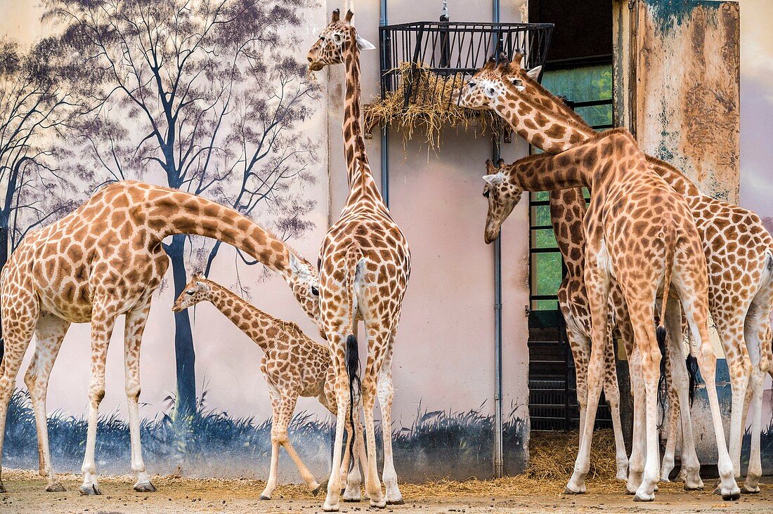 Frankreich, Sarthe, La Fleche, La Fleche Zoo, Giraffe zwischen den Beinen der Ältesten, IUCN-Status, Mindestrisiko, abhängig von Erhaltungsmaßnahmen (LR-cd)
